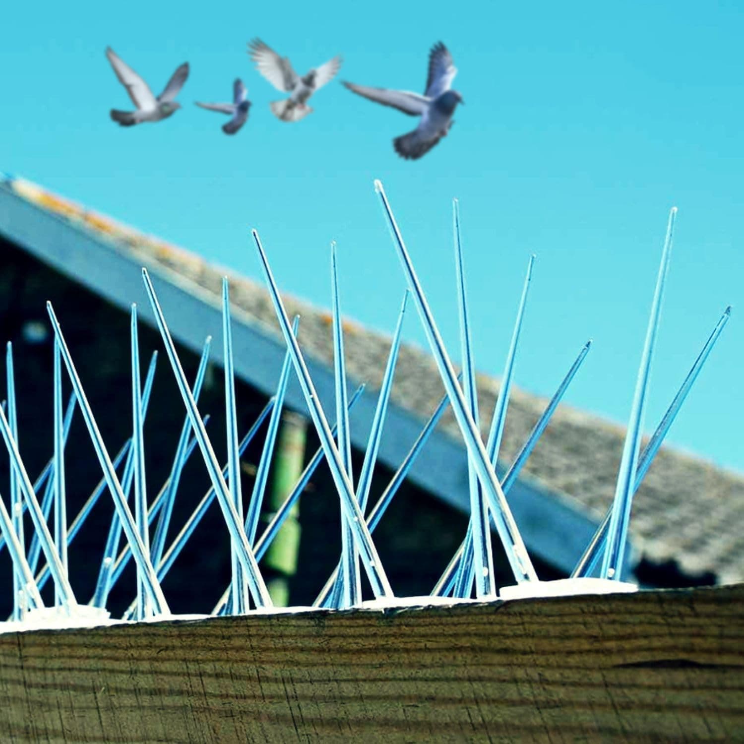 PIGEON SPIKES (12 INCH)